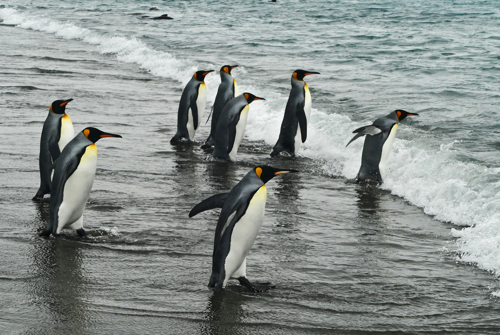 Königspinguine auf dem Weg in ihr Element