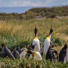 Königspinguine auf Feuerland