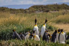 Königspinguine auf Feuerland