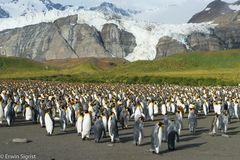 Königspinguine auf Südgeorgien