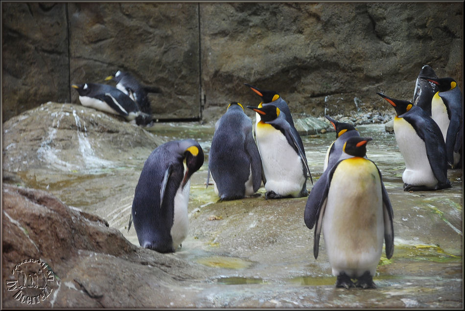 Königspinguine aus der beeindruckenden neuen Pinguinanlage - Zoo Wuppertal 31.08.2009