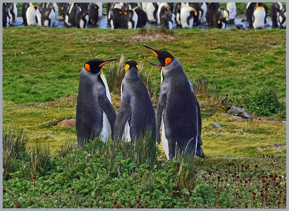 Königspinguine