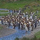 Königspinguine beim Abkühlen