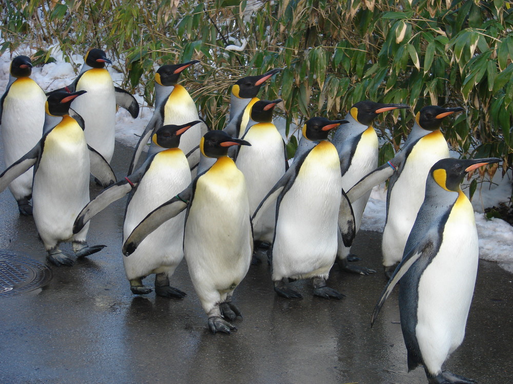 Königspinguine beim Spaziergang