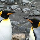 Königspinguine