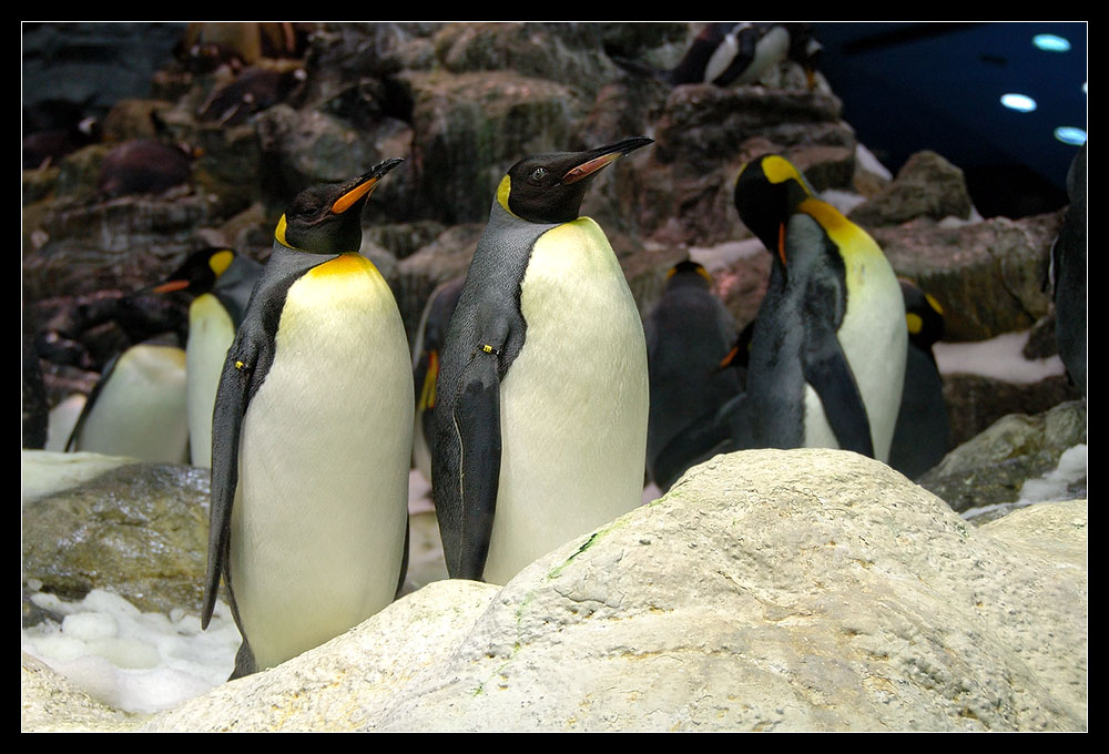 Königspinguine im Loro Parque