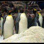 Königspinguine im Loro Parque