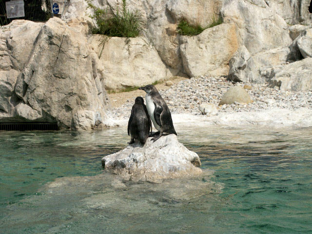 Königspinguine im Tiergarten Schönbrunn