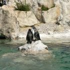 Königspinguine im Tiergarten Schönbrunn