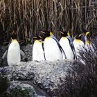 Königspinguine im Züri-Zoo