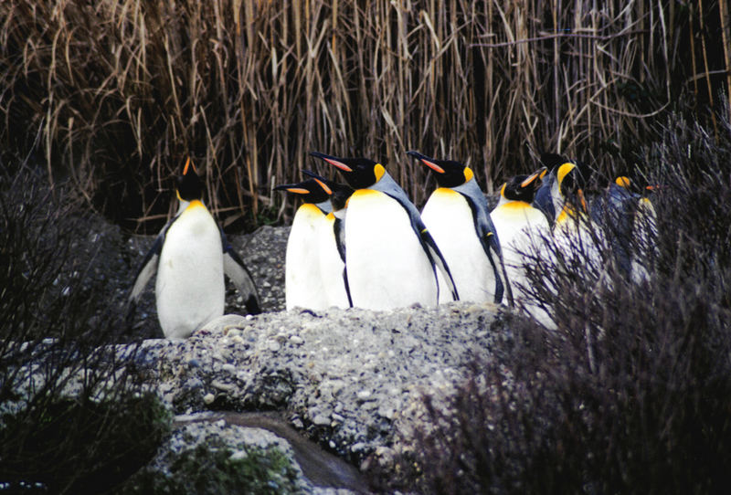 Königspinguine im Züri-Zoo