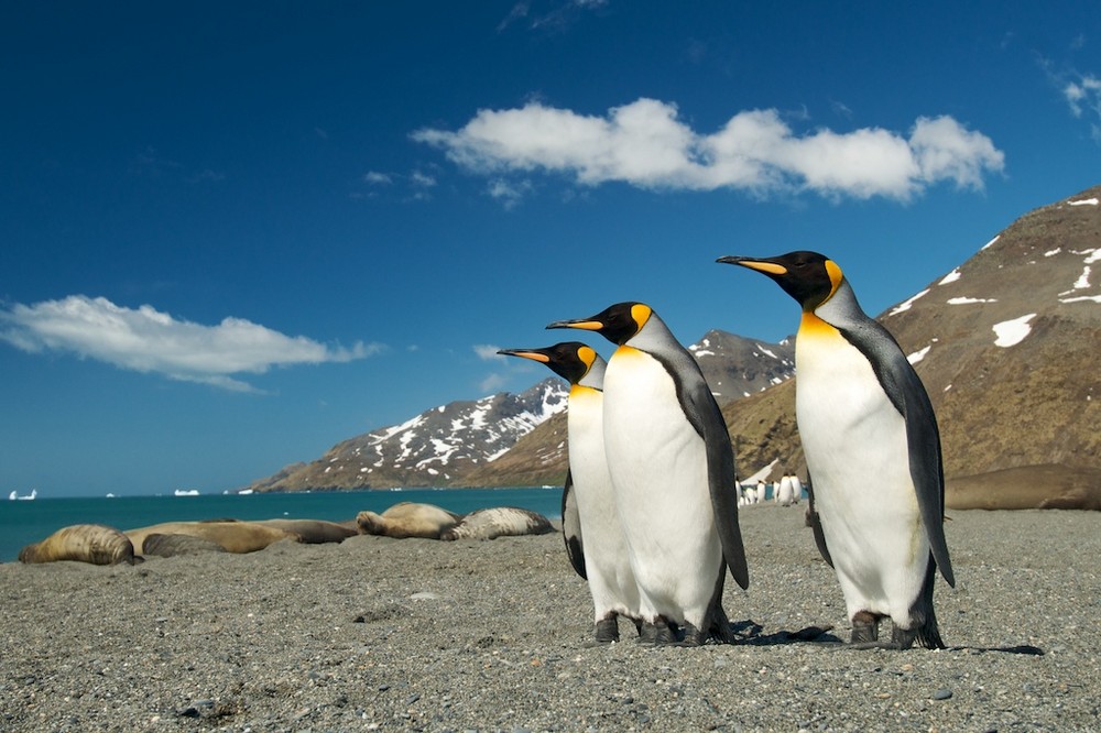 Königspinguine in der St. Andrews Bay auf Südgeorgien, Antarktis