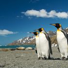 Königspinguine in der St. Andrews Bay auf Südgeorgien, Antarktis