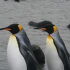 Königspinguine in Eile