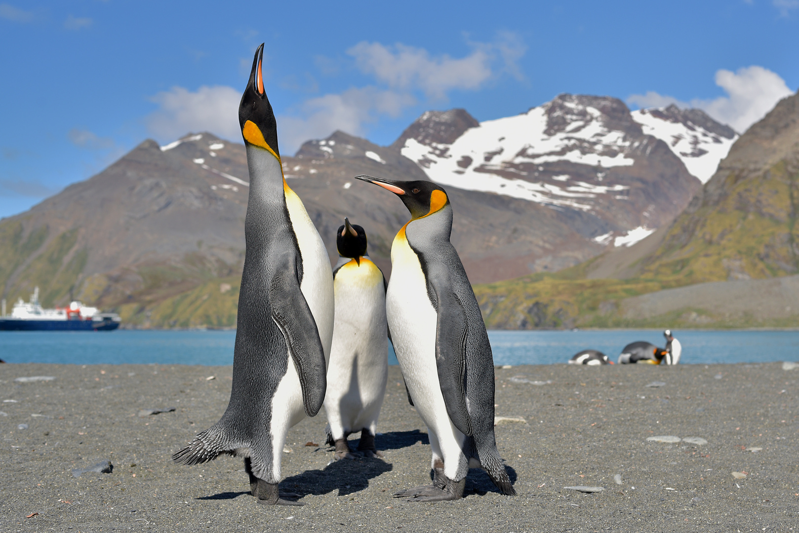 Königspinguine in Gold Harbour