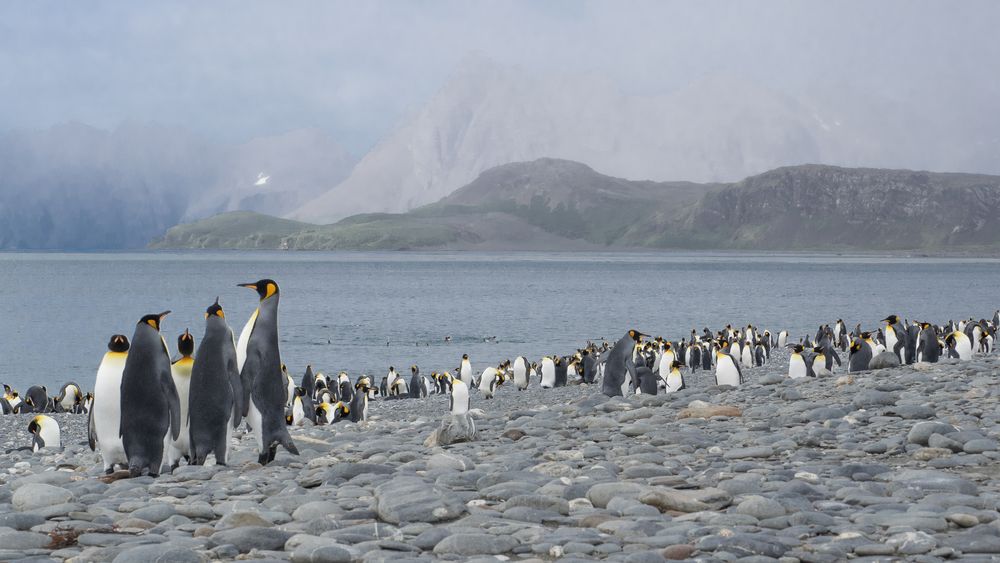 Königspinguine in Salisbury Plains