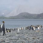 Königspinguine in Salisbury Plains