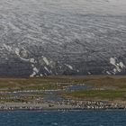 Königspinguine in  St Andrew South Georgia