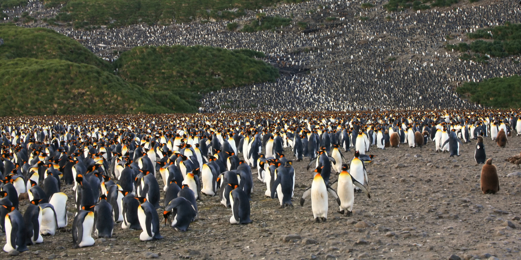 Königspinguine in Südgeorgien