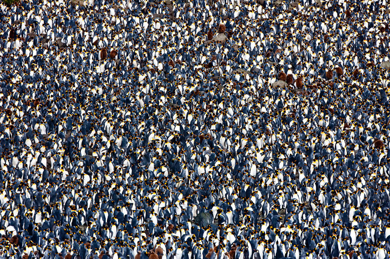 Königspinguine, King penguins, Macquarie Island