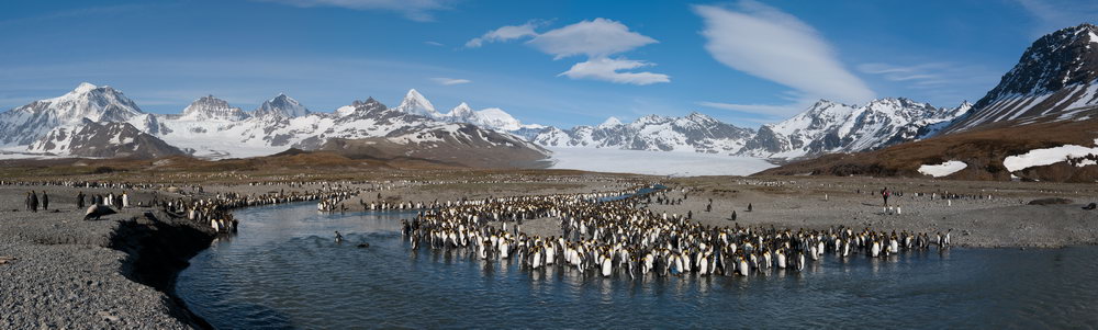 Königspinguine - St Andrews Bay - Südgeorgien