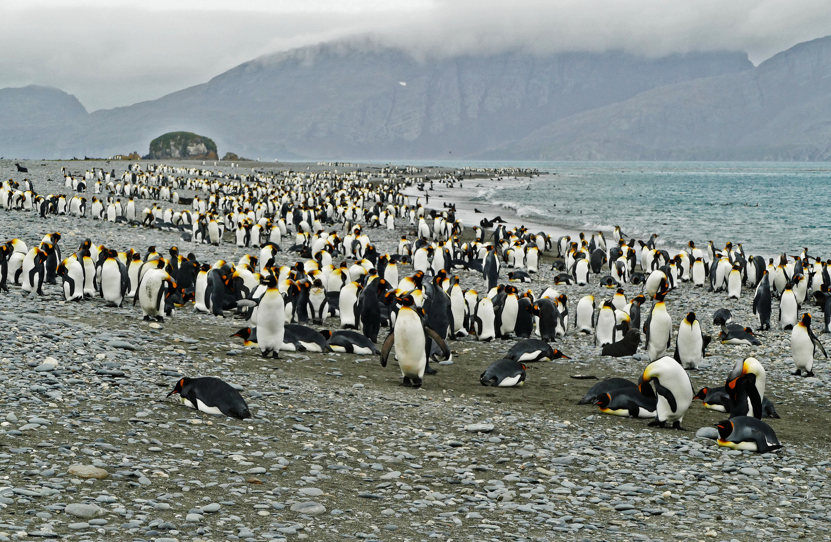 Königspinguine und Pelzrobben