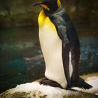 Königspinguin_E7I1317