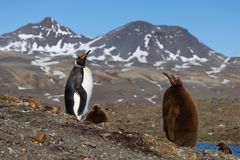 Königspinguins auf Süd Georgien