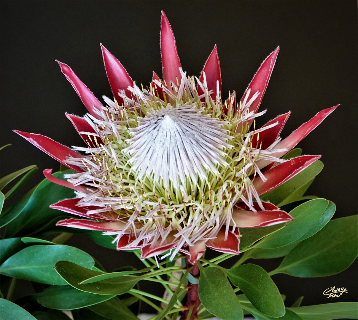 Königsprotea oder King-Protea