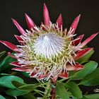 Königsprotea oder King-Protea