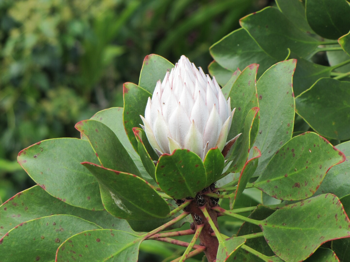 Königsprotea - Protea cynaroides