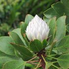 Königsprotea - Protea cynaroides