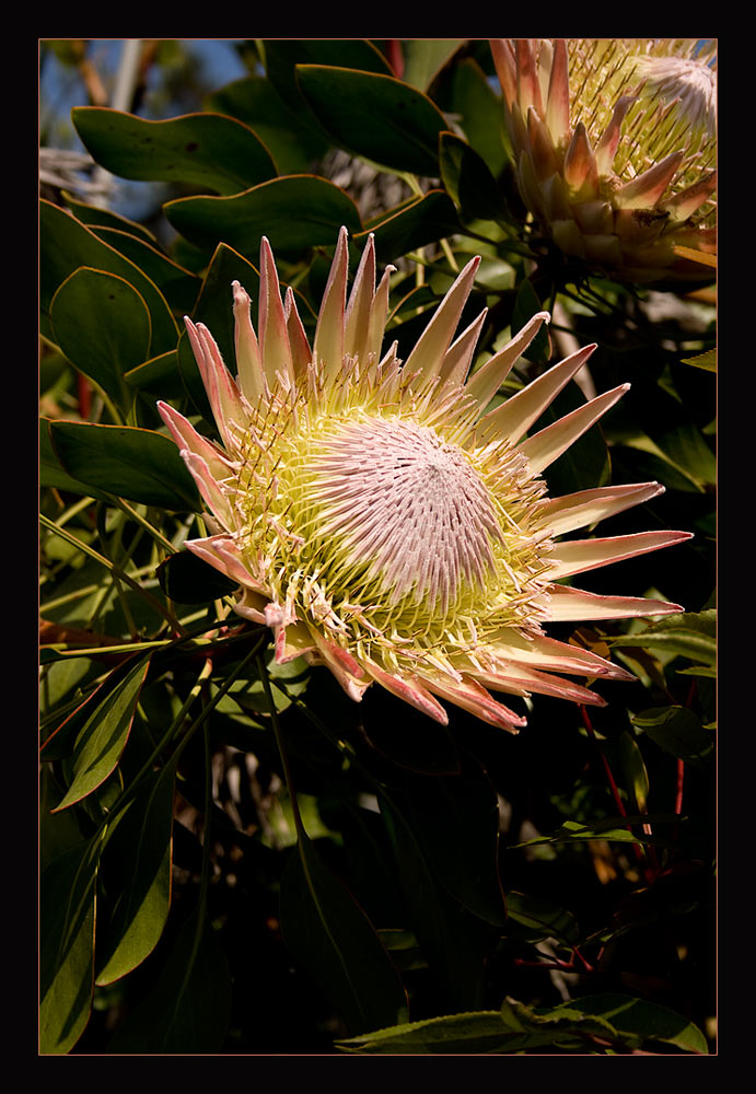 Königsprotee (Protea cynaroides)