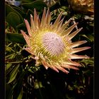 Königsprotee (Protea cynaroides)