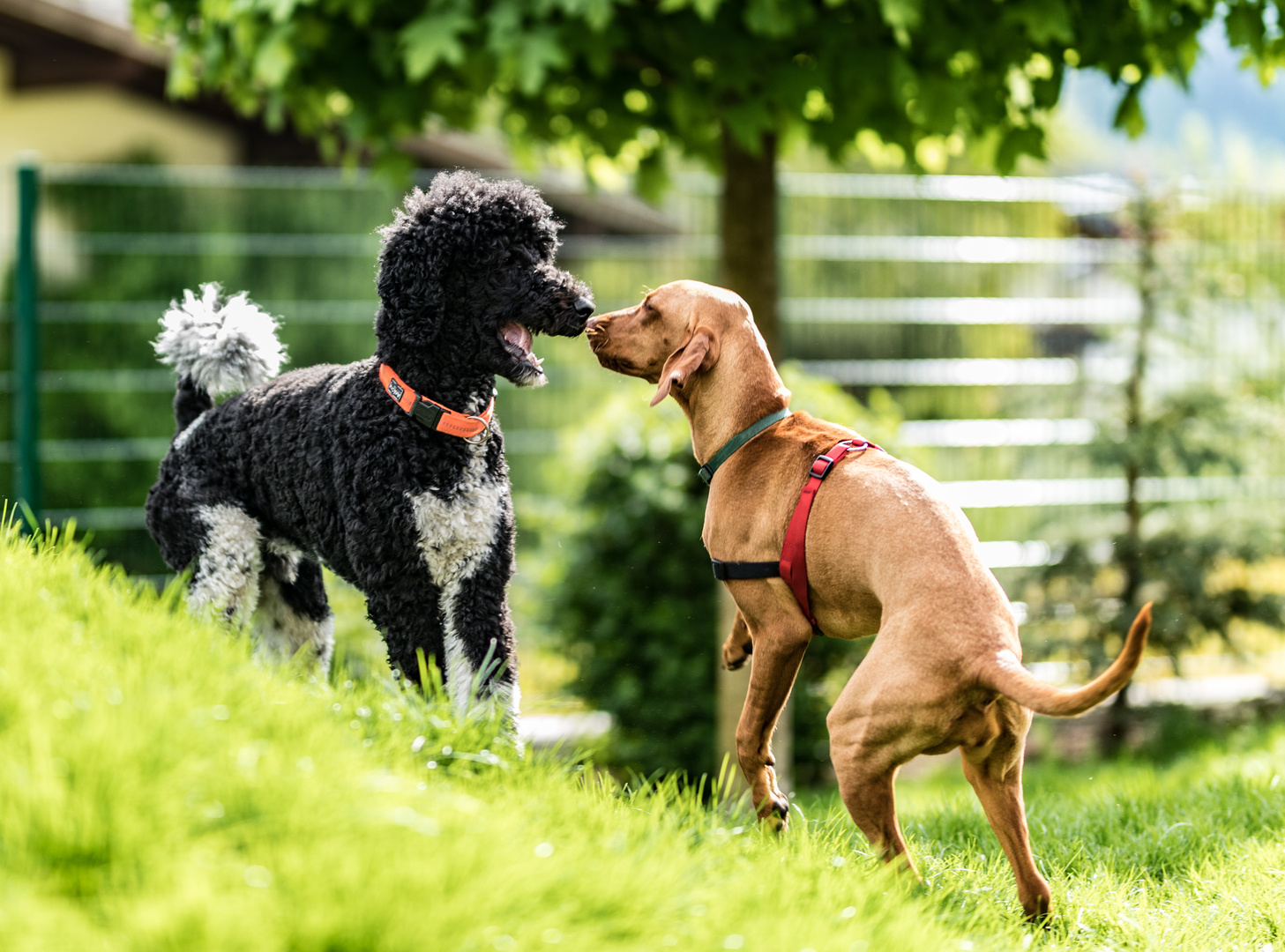 Königspudel und Magyar Vizsla