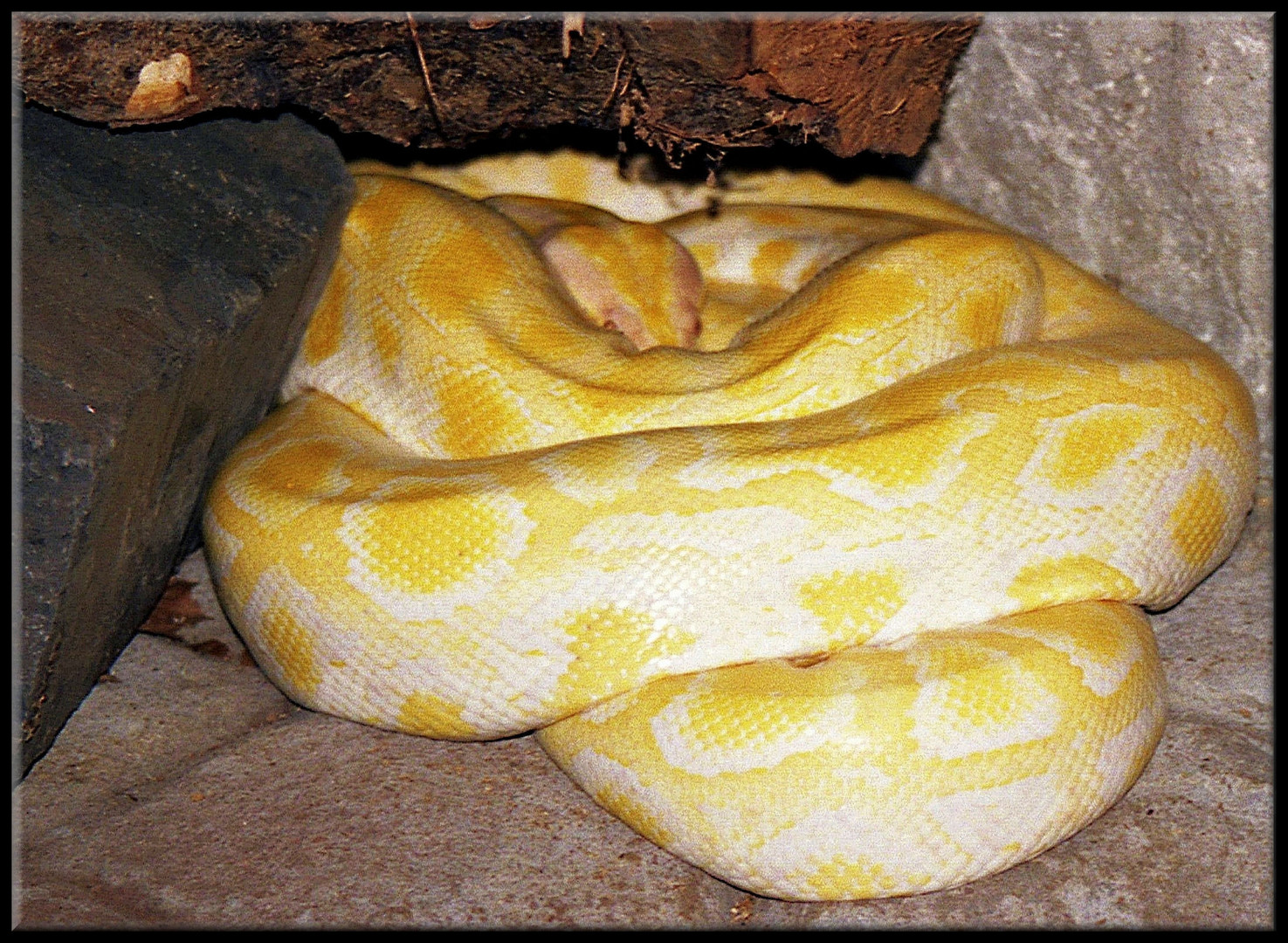 Königspython -Albino Balls- Foto & Bild | tiere, haustiere, terraristik ...