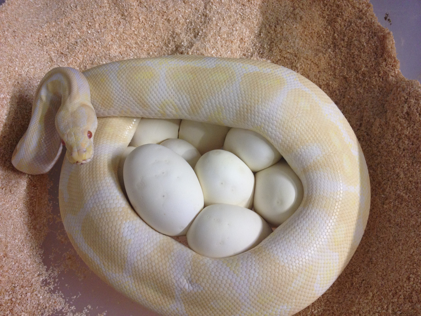 Königspython Albino Weibchen auf Gelege