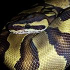 Königspython (Python regius) Farbmorphe V2