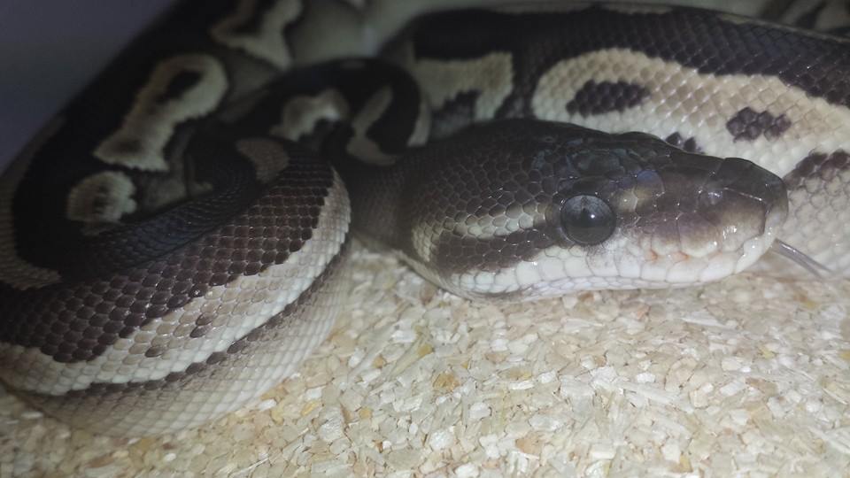 Königspython (Python regius) Farbmorphe V3