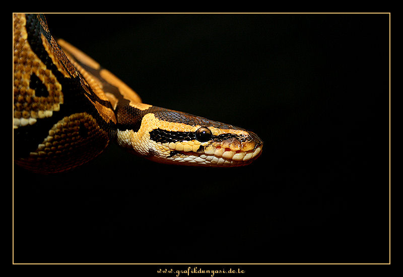 Königspython - Python regius