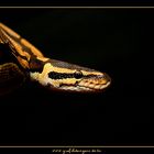 Königspython - Python regius