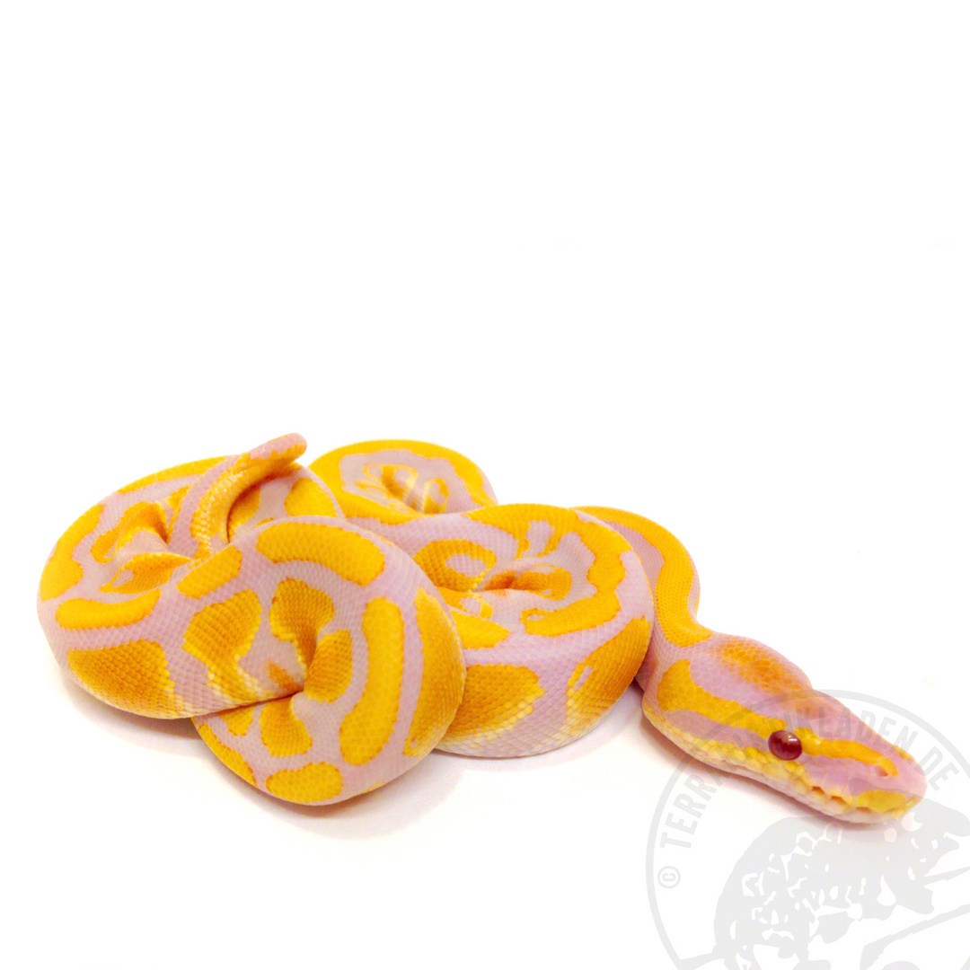 Königspython Python regius Lavender Albino