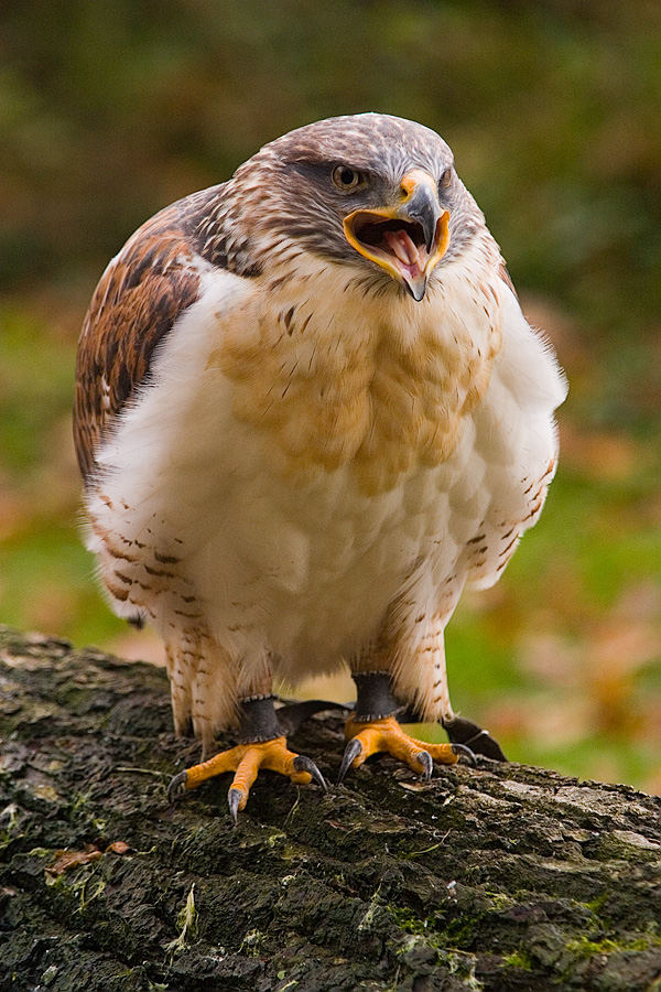 Königsraufussbussard