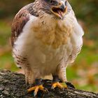 Königsraufussbussard