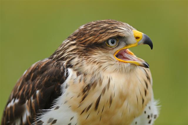 Königsraufußbussard