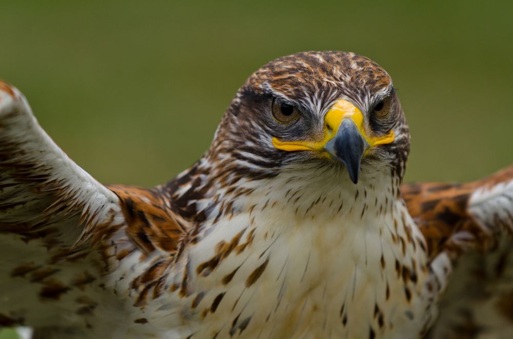 Königsraufußbussard