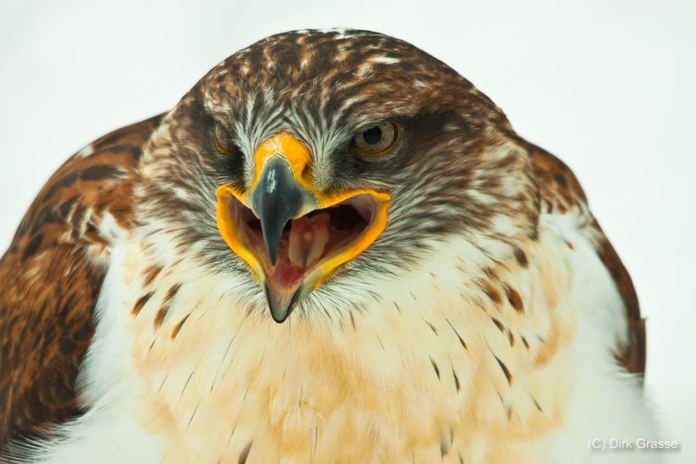 Koenigsraufussbussard - Buteo regalis