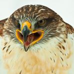 Koenigsraufussbussard - Buteo regalis