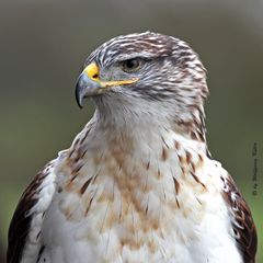 Königsrauhfußbussard