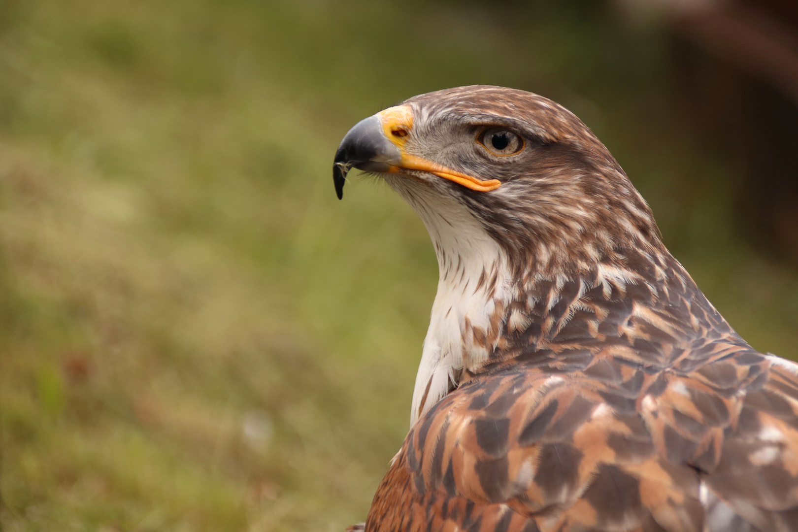 Königsrauhfußbussard